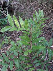 Podonephelium davidsonii