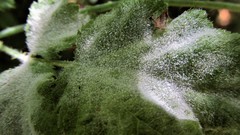 Podosphaera macularis