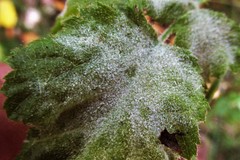 Podosphaera macularis