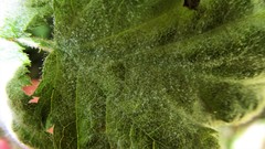 Podosphaera macularis