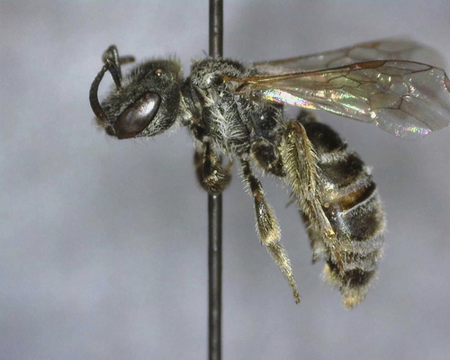iNaturalist observation photo of Tripartite Sweat Bee