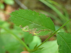Stigmella rosaefoliella
