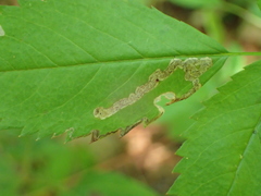 Stigmella rosaefoliella