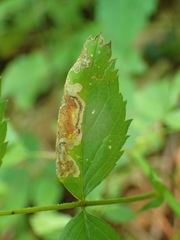 Stigmella rosaefoliella