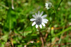 Eryngium scaposum