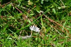 Eryngium scaposum
