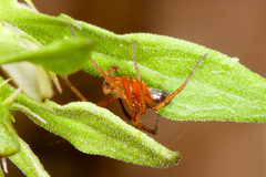 Philodromus marxi