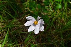 Cosmos diversifolius