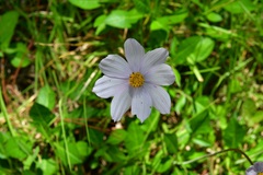 Cosmos diversifolius