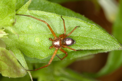 Philodromus marxi