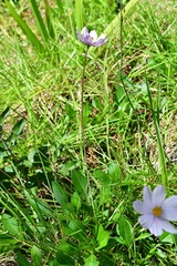 Cosmos diversifolius