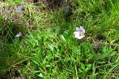 Cosmos diversifolius