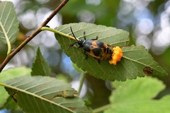 Monocesta ducalis