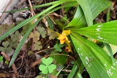 Lycaste cruenta