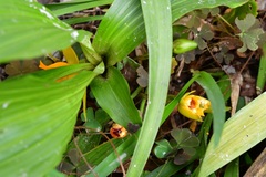 Lycaste cruenta