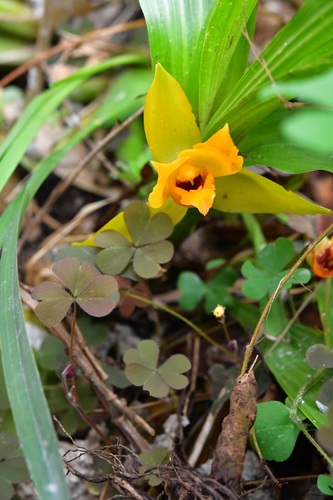 Lycaste cruenta