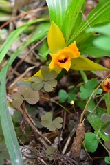 Lycaste cruenta