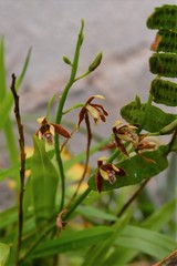 Prosthechea livida