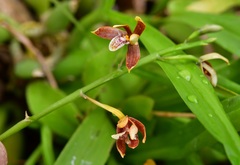 Prosthechea livida