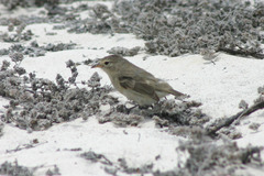 Certhidea fusca