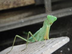 Sphodromantis