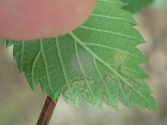 Stigmella apicialbella