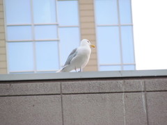 Larus glaucescens × occidentalis