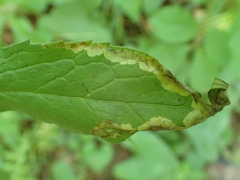 Nemorimyza posticata