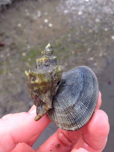 Japanese Oyster Drill