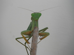 Sphodromantis