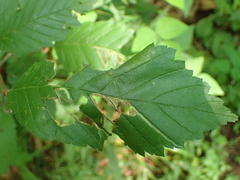 Agromyza aristata