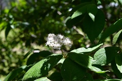 Viburnum jucundum