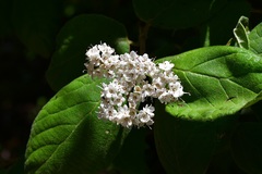 Viburnum jucundum