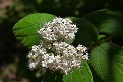 Viburnum jucundum
