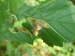 Agromyza aristata