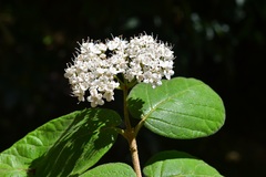 Viburnum jucundum