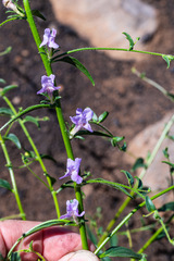 Sairocarpus vexillocalyculatus vexillocalyculatus