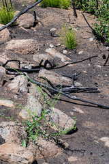 Sairocarpus vexillocalyculatus vexillocalyculatus