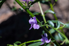Sairocarpus vexillocalyculatus vexillocalyculatus