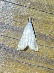 Haimbachia placidellus