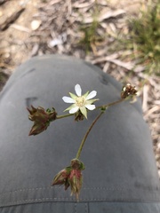 Horkeliella congdonis
