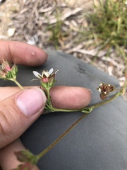 Horkeliella congdonis