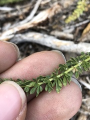 Horkeliella congdonis