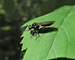Eudioctria sackeni