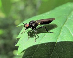Eudioctria sackeni