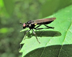 Eudioctria sackeni