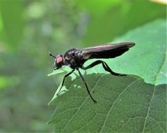 Eudioctria sackeni