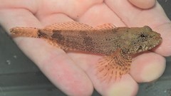 Cottus girardi