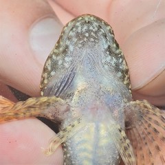 Cottus girardi