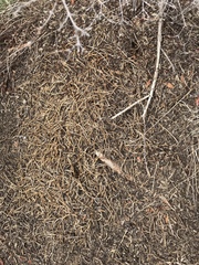 Formica obscuripes
